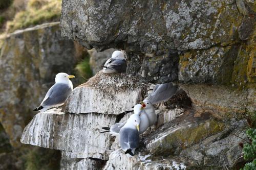 Mouettes tridactyles