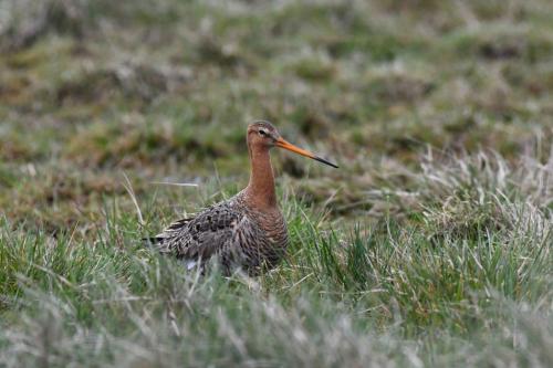 Barge à queue noire
