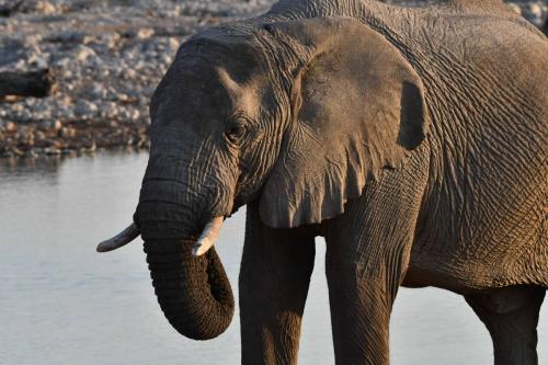Elephants de savane