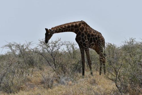 Girafe