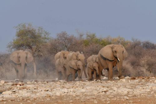 Eléphants de savane