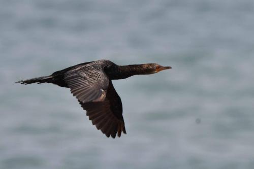 Cormoran couronné