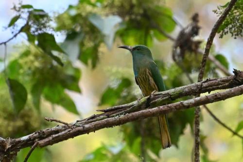 Guêpier à barbe bleue