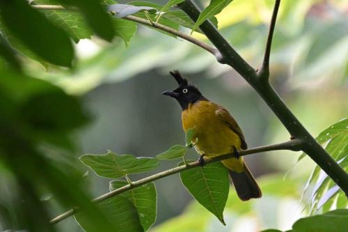 Bulbul à huppe noire