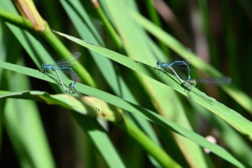 Agrions jouvencelles