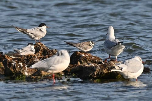 Guifettes noires, Sternes pierregarins et Mouettes rieuses