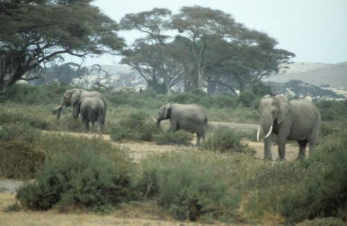 Kenya - Réserve d'Amboselli - Elephants