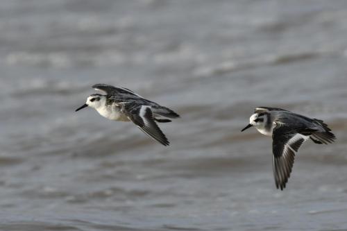 Phalaropes à bec large