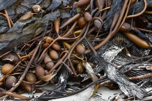 Kelp