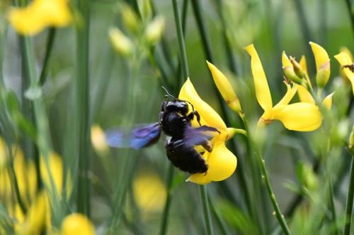 Xylocope violacé (Xylocopa violacea)