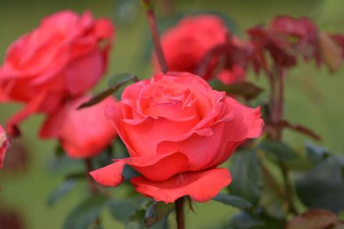 Peterhof (Résidence d'été impériale de Pierre 1er)