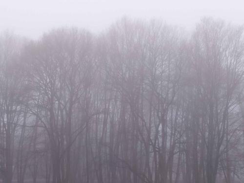 Brouillard étang de Saint-Quentin en Yvelines 31 janvier 2021