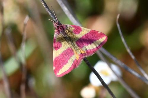 Ensanglantée de l'Oseille (Lythria cruentaria)