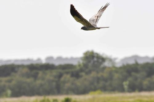 Busard cendré (mâle)