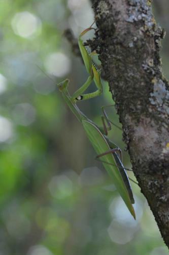 Mante religieuse (Mantis religiosa)