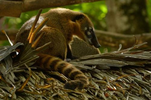 Coati roux