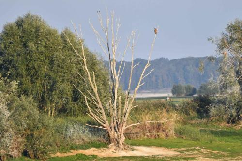 Jeune Pyguargue à queue blanche sur un de ses perchoirs favoris