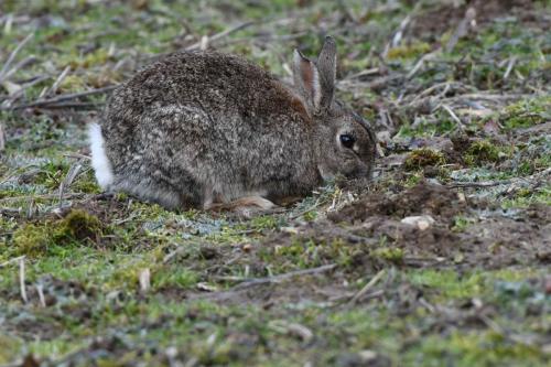 Lapin de garenne