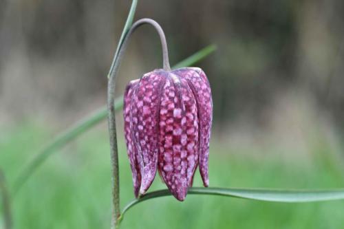 Fritillaire pintade