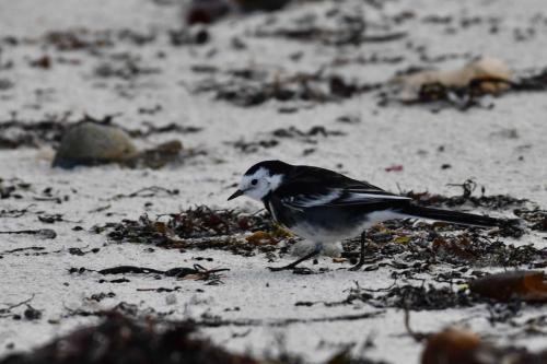 Bergeronnette de Yarrell