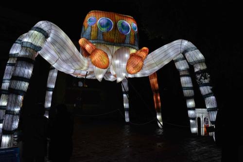 Saltique "Pied barbu"