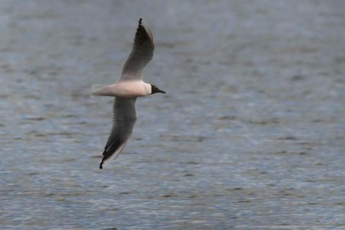 Mouette rieuse
