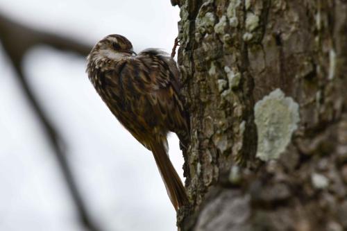 Grimpereau des jardins