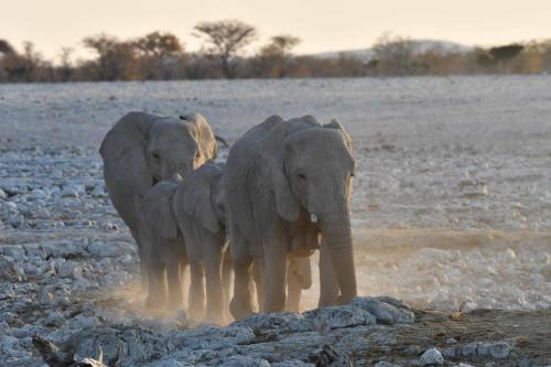 Elephants de savane