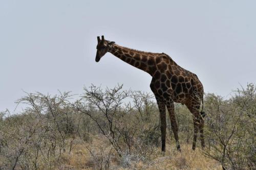 Girafe