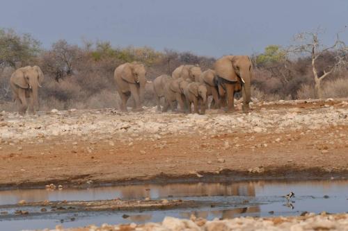 Eléphants de savane