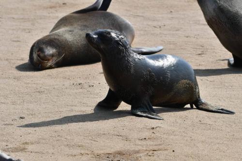 Otaries à fourrure d'Afrique du Sud