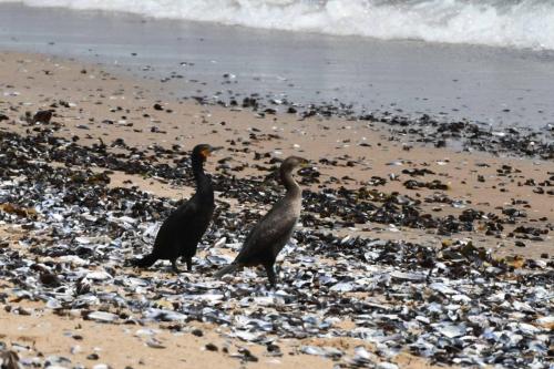 Cormorans du Cap