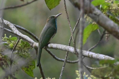 Guêpier à barbe bleue