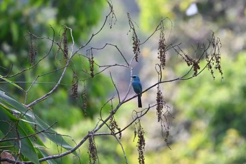 Gobemouche vert-de-gris