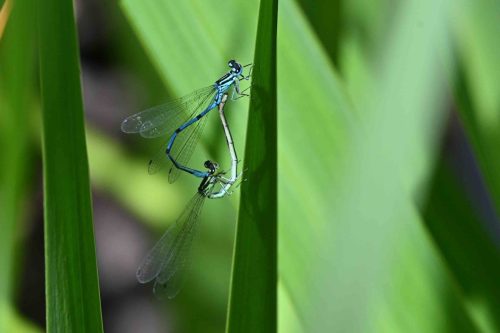 Agrions jouvencelles