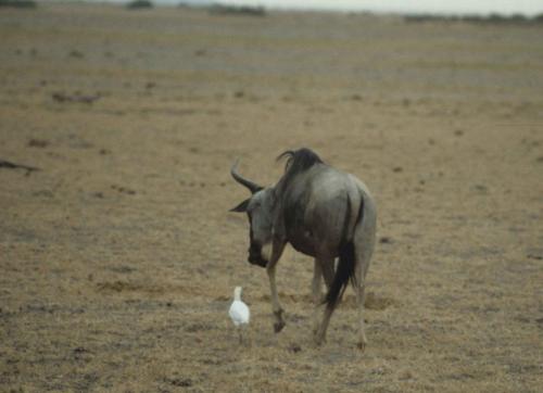 Kenya - Réserve d'Amboselli - Gnou, Héron garde-boeuf