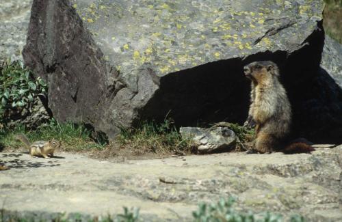 Ecureuil terrestre et Marmotte