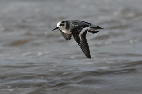 Phalarope à bec large