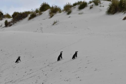 Manchots de Magellan