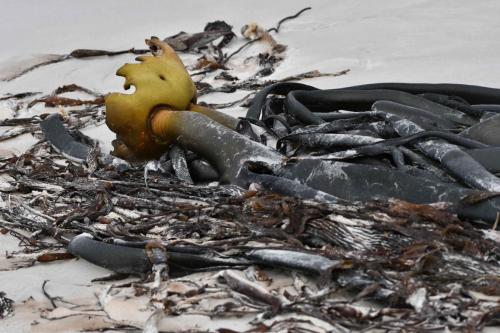 Kelp