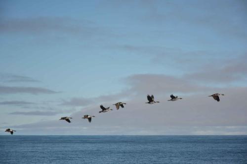 Cormorans impériaux
