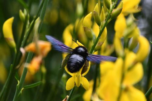 Xylocope violacé (Xylocopa violacea)