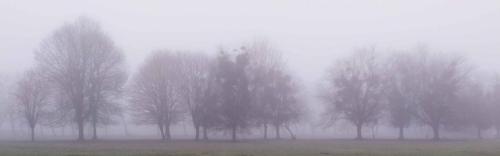 Brouillard étang de Saint-Quentin en Yvelines 31 janvier 2021