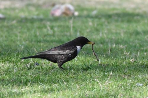 Merle à plastron (mâle)