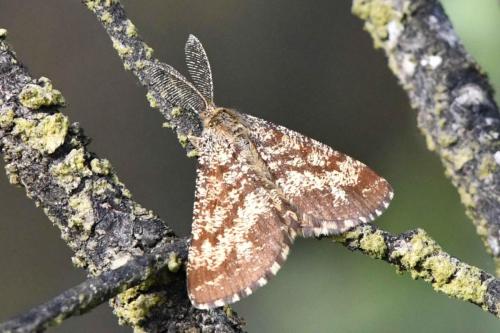 Phalène picotée (mâle) (Ematurga atomaria)