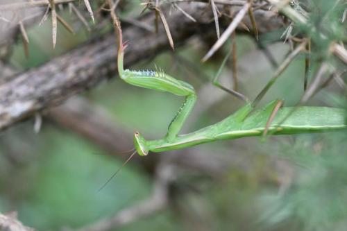 Mante religieuse (Mantis religiosa)