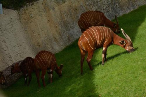 Bongos