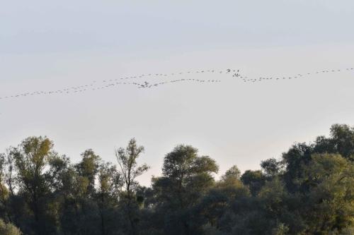 Retour des grues sur le lac