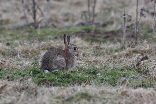 Lapin de garenne