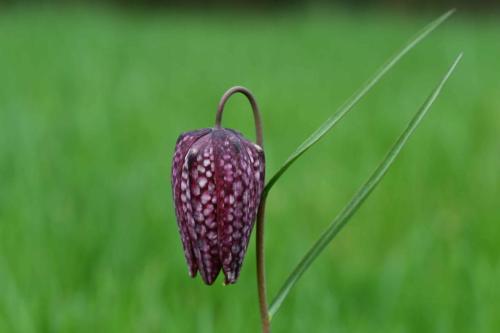 Fritillaire pintade